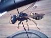 Ectemnius fossorius
